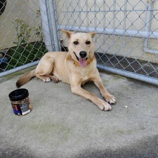 大型犬 里親募集 ジモティー 大型犬 里親募集 ジモティー