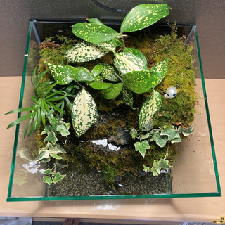 カエル・メダカ飼育にオススメ！！コケリウム・テラリウム完成品