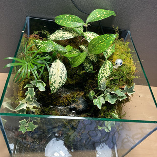 カエル・メダカ飼育にオススメ！！コケリウム・テラリウム完成品