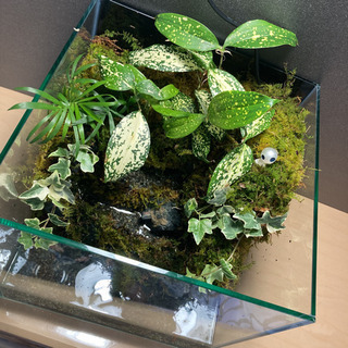 カエル・メダカ飼育にオススメ！！コケリウム・テラリウム完成品