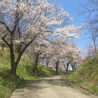 新潟県内のおすすめ桜スポットありますか？ − 新潟県