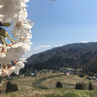 新潟県内のおすすめ桜スポットありますか？の画像