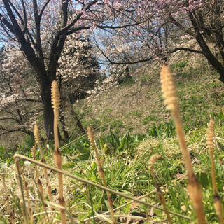 新潟県内のおすすめ桜スポットありますか？ - 十日町市