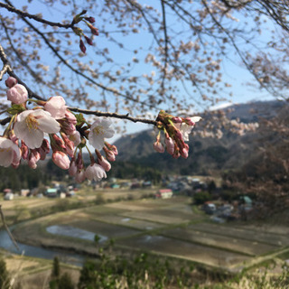 新潟県内のおすすめ桜スポットありますか？ - その他