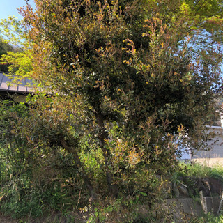 庭木　ウバメガシ　植物