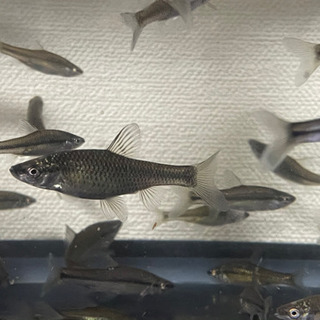 モツゴ 稚魚 メダカ