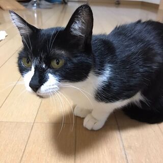 保護猫 白黒メス成猫 − 茨城県