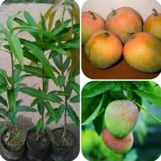 希少　日本で流通していない最高級品種のマンゴの種