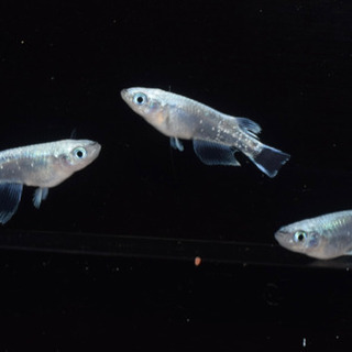プラチナ幹之リアルロングフィン(若魚)　1ペア+ヘテロ♂1【メダカチョモランマ】
