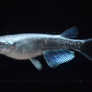 プラチナ幹之リアルロングフィン(若魚)　1ペア+ヘテロ♂1【メダカチョモランマ】