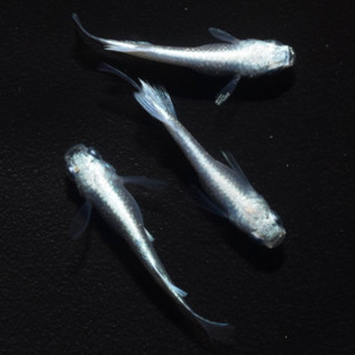 プラチナ幹之リアルロングフィン(若魚)　1ペア+ヘテロ♂1【メダカチョモランマ】