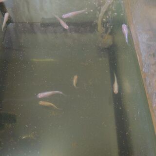 画像の最高級メダカ王妃の卵稚魚種親等2000円〜