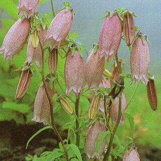 草花・木の根（㈱）差し上げます。