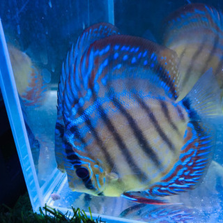 自家繁殖★原種ワイルドクロスディスカス★３匹セット★ 自家繁殖☆原種ワイルドクロスディスカス☆3匹セット☆B