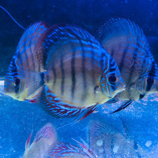 自家繁殖★原種ワイルドクロスディスカス★３匹セット★ 自家繁殖☆原種ワイルドクロスディスカス☆3匹セット☆