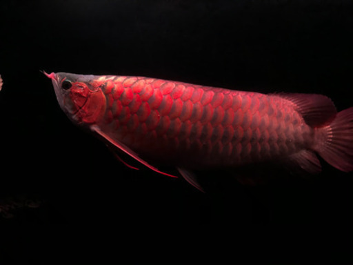 熱帯魚や水槽売ってください ネオ 東中央町の買いたい くださいの助け合い ジモティー