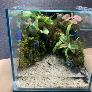 メダカ飼育にオススメ！！コケリウム・テラリウム完成品☆20㎝キューブ ...