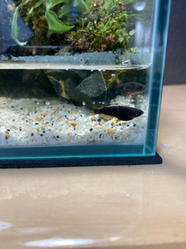 メダカ飼育にオススメ コケリウム テラリウム完成品 キューブ 杜のメダカ 南仙台のその他の中古あげます 譲ります ジモティーで不用品の処分