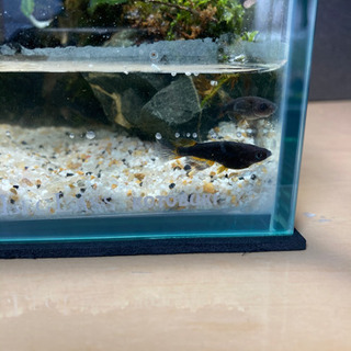 メダカ飼育にオススメ！！コケリウム・テラリウム完成品☆20㎝キューブ ...