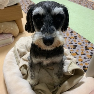 栃木県の犬の里親募集 ジモティー 栃木県の犬の里親募集 ジモティー