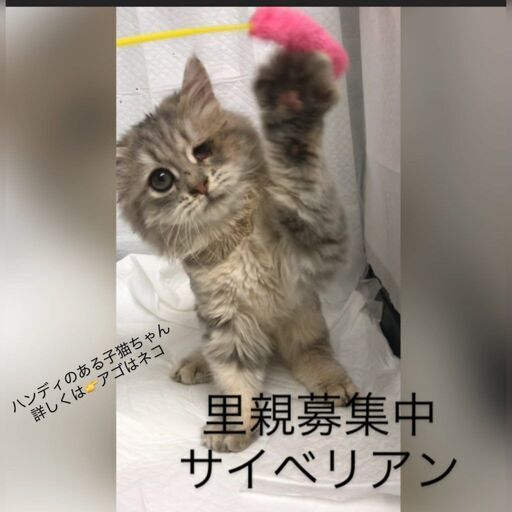サイベリアン子猫○○○本文をよくご覧下さいませ。 ○○○アゴはネコ 
