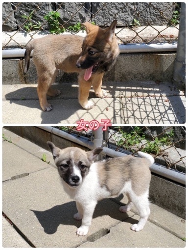里親決定 有難うございました 保健所収容 野犬の仔犬ちびっ子3兄妹が本当の家族を待っています 県外譲渡可 Kmhらぶ 大村のその他の里親募集 ジモティー