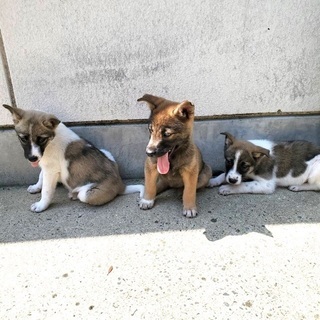 里親決定！有難うございました！　🆘保健所収容🐶野犬の仔犬ちびっ子...