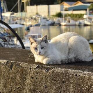 三津浜で保護猫施設をつくりたい