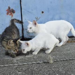 三津浜で保護猫施設をつくりたい - 松山市
