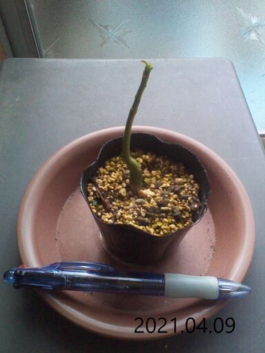 パキラ 実生苗 １苗パキラ実生 じゅんひぐ 実籾のその他の中古あげます 譲ります ジモティーで不用品の処分