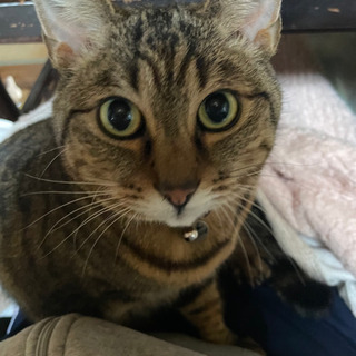 滋賀県の猫の里親募集 ジモティー