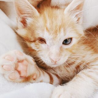 レスキュー　片目のかわいい子猫たち特集！