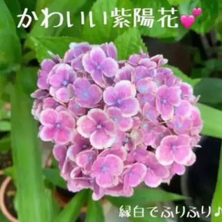 縁白ふりふり♪ 紫陽花 植物苗 根付き 大人気