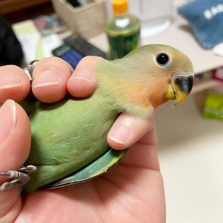 コザクラインコ 1月生まれ 里親募集 決まりました！！