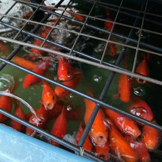 メダカ飼育アングル、容器、改良メダカ等