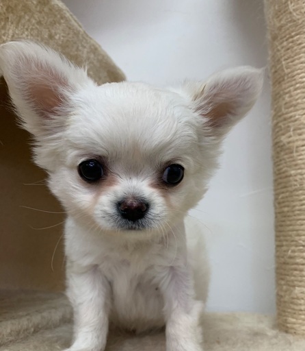 3ヶ月チワワ男の子里親募集投稿文を確認の上お問い合わせください プリベ動物病院 運動公園前のチワワの里親募集 ジモティー