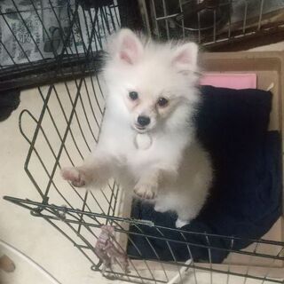 岐阜県のポメラニアンの里親募集 ジモティー