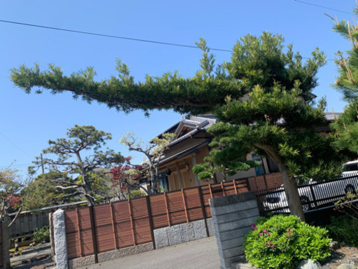 植木