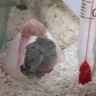 ダンゴウオ　ペア