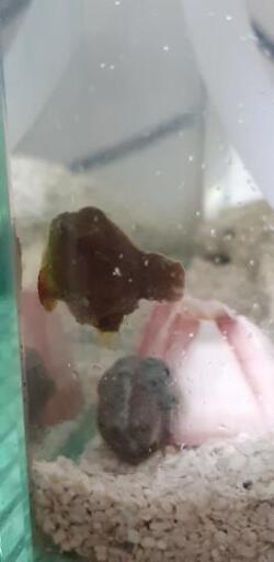 ダンゴウオ　ペア