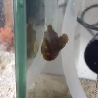 ダンゴウオ　ペア