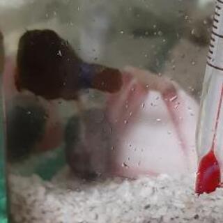 ダンゴウオ　ペア