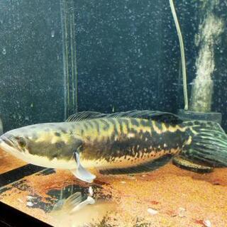 レッドスネークヘッド(ショートボディ)45cm 引き取り限定