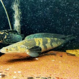 グリーンマルリオイデス 45cm 引き取り限定