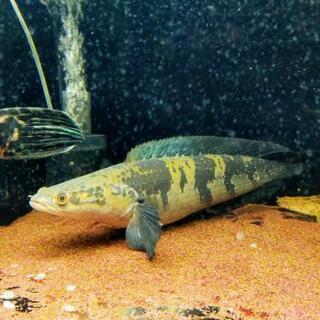 グリーンマルリオイデス 45cm 引き取り限定 グリーンマルリオイデス 45cm 引き取り限定