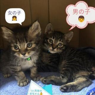 1ヶ月半の👶赤ちゃん😺兄妹一緒に里親様決定♥