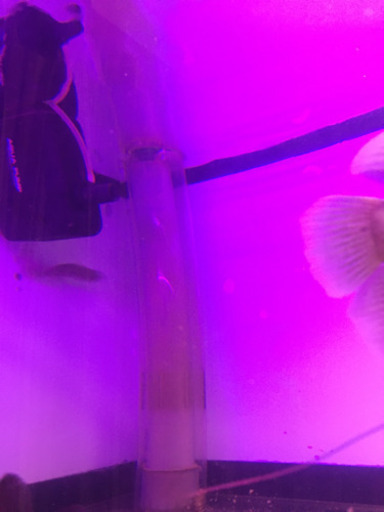 販売 本日4/10限り価格1200水槽 