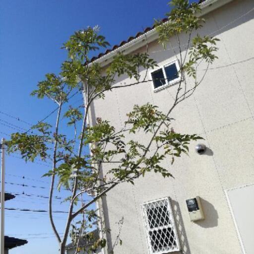 外構庭木 シマトネリコ 3mの大単木１本芝桜付き 配送出来ません ムーミン 草津のその他の中古あげます 譲ります ジモティーで不用品の処分