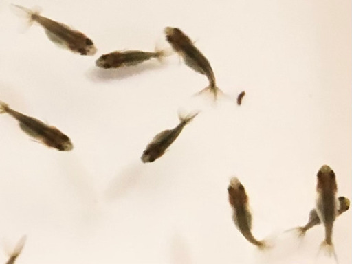 完売 黒らんちゅう 稚魚 らんちゅう愛 北長瀬のその他の中古あげます 譲ります ジモティーで不用品の処分