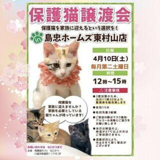 保護猫譲渡会　IN  島忠東村山店